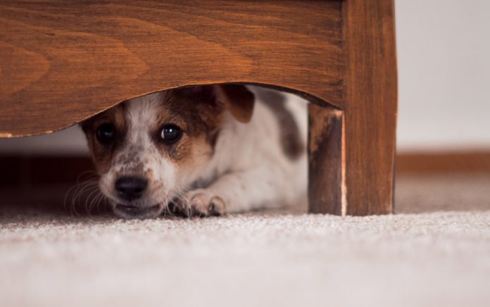 Can Pets Sense Spirits? Can Pets Sense Spirits?