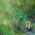 3 Reasons Why You Shouldn’t Kill That Spider