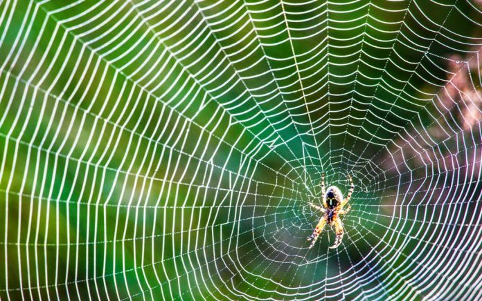 3 Reasons Why You Shouldn’t Kill That Spider 3 Reasons Why You Shouldn’t Kill That Spider