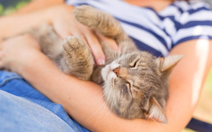 Can Pets Change Your Life? Can Pets Can Change Your Life?
